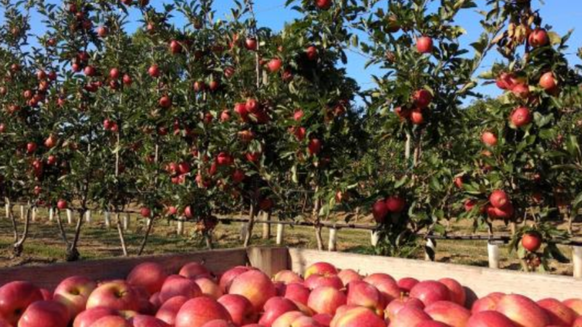 Fruit3CAT Nuevas variedades de Frutos resistentes a las enfermedades y de alta cualidad organoléptica