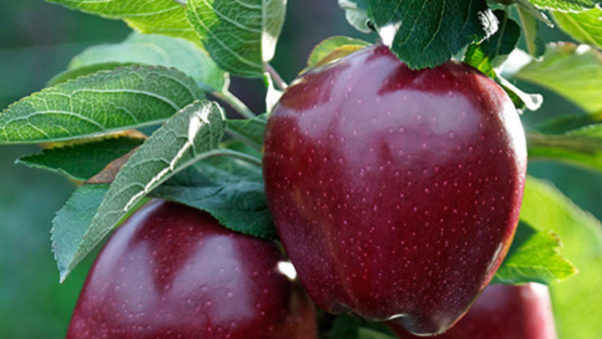 De color rojo intenso y brillante, así es la Red Delicious