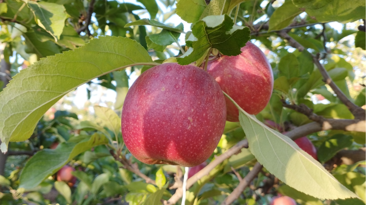 La Gala, a much-loved apple