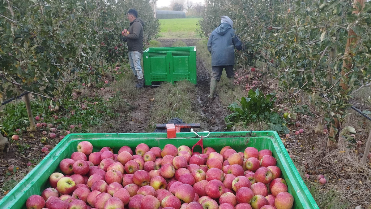 Finaliza la cosecha 2024 con un aumento de manzanas de buen calibre y excelente contenido en azúcar